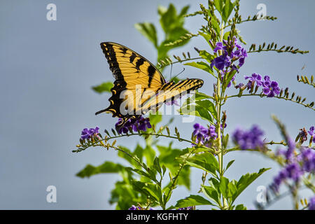 Eastern tiger swallowtail Butterfly auf Blume Stockfoto