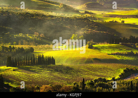 Landschaft der Maremma, Sunrise, neblige Landschaft, Weinberge, sanften Hügeln und Bäumen. Bibbona, Toskana, Italien. Europa. Stockfoto