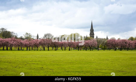 Frühling in Meadows Park, Edinburgh, Sakura-bäume Gasse Stockfoto