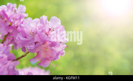 Feder Grenze Hintergrund mit Rhododendron Blumen, eingefärbte Bild mit Sonne flare Stockfoto