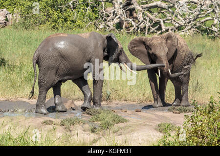 Afrikanische Elefanten im Schlamm suhlen Stockfoto