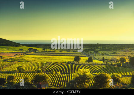 Bolgheri und Castagneto Weinberg Luftaufnahme auf Sonnenuntergang. der Maremma Toskana, Italien, Europa. Stockfoto