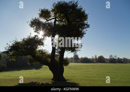 Lloyd Park in Croydon an einem Herbstmorgen Stockfoto