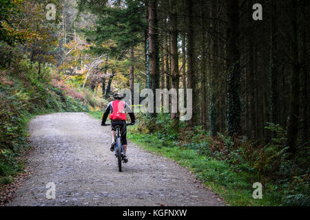 Cardinham Woods Cornwall - ein Mountainbiker reiten entlang einer Spur im Cardinham Holz in Cornwall. Stockfoto