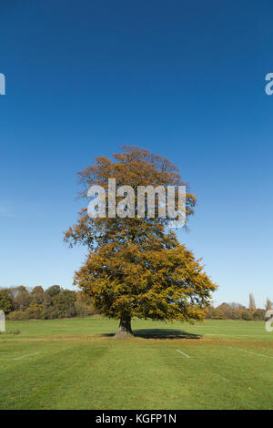 Lloyd Park in Croydon an einem Herbstmorgen Stockfoto