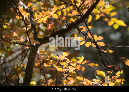 Bunte Blätter an den Zweigen in den Wald. Stockfoto