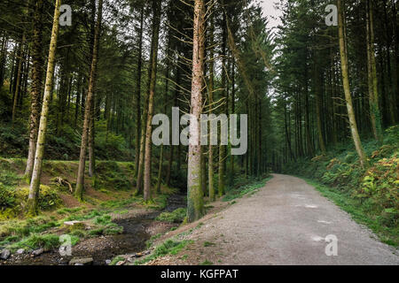 Cardinham Woods in Cornwall - ein breiter Track, der durch Cardinham Woods in Bodmin Cornwall führt. Stockfoto