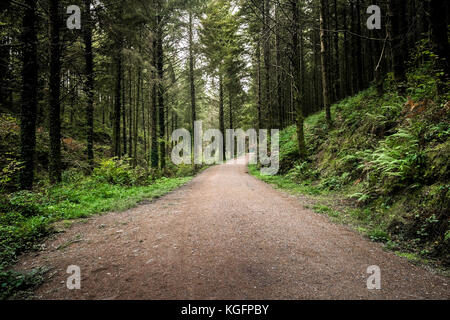 Cardinham Woods in Cornwall - ein breiter Track, der durch Cardinham Woods in Bodmin Cornwall führt. Stockfoto