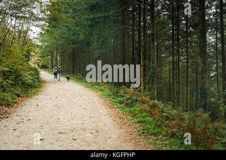 Ein Paar und ihr Hund gehen einen weiten Weg in den Cardinham Woods in Bodmin Cornwall hinunter. Stockfoto