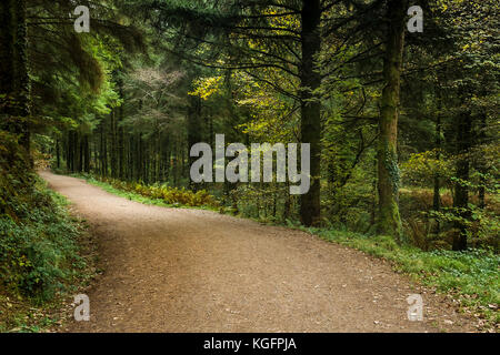 Cardinham Woods in Cornwall - ein breiter Pfad, der durch Cardinham Woods in Bodmin Cornwall führt. Stockfoto