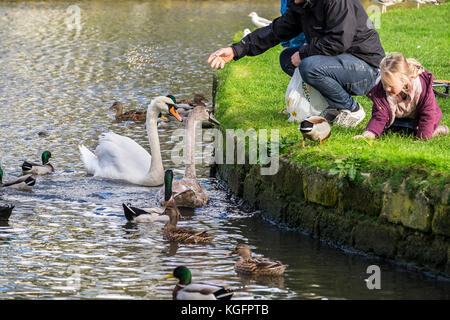 Schwäne - ein Vater und seine beiden Kinder füttern Schwäne und Enten auf einem See. Stockfoto