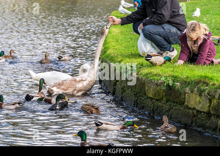 Ein erwachsener Vater und Kinder Familie Menschen Fütterung Schwäne Enten auf einem See. Stockfoto