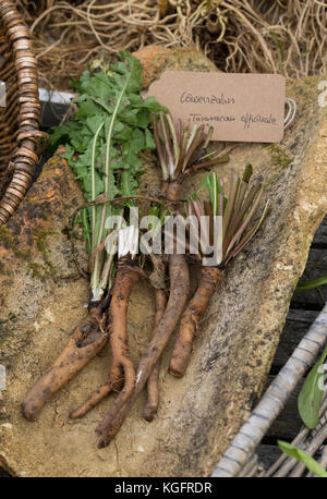 Löwenzahn-Wurzel, Löwenzahn-Wurzeln, Löwenzahnwurzel, Löwenzahnwurzeln, Wiesen-Löwenzahn, Radix Taraxaci, Taraxaci Radix, Gemeiner Löwenzahn, Wurzel, Stockfoto