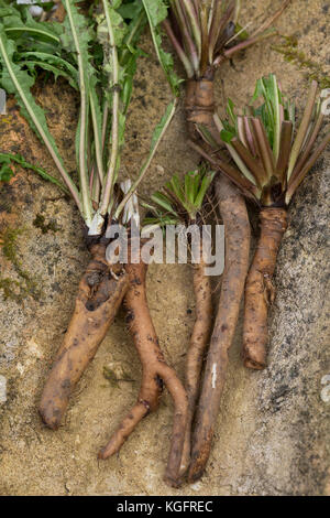Löwenzahn-Wurzel, Löwenzahn-Wurzeln, Löwenzahnwurzel, Löwenzahnwurzeln, Wiesen-Löwenzahn, Radix Taraxaci, Taraxaci Radix, Gemeiner Löwenzahn, Wurzel, Stockfoto