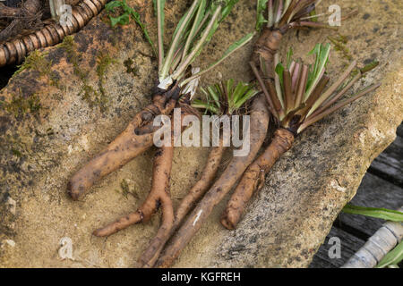Löwenzahn-Wurzel, Löwenzahn-Wurzeln, Löwenzahnwurzel, Löwenzahnwurzeln, Wiesen-Löwenzahn, Radix Taraxaci, Taraxaci Radix, Gemeiner Löwenzahn, Wurzel, Stockfoto