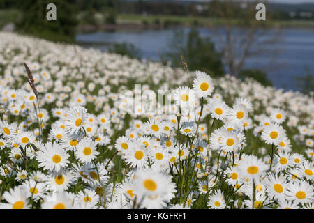 Margerite, Wiesen-Margerite, Wiesenmargerite, Magerwiesen-Margerite, dichter Margeriten-Bestand, Leucanthemum vulgare, Chrysanthemum leucanthemum, Leu Stockfoto