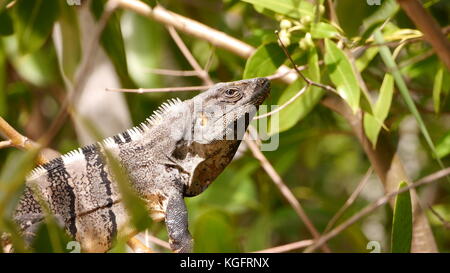 Nahaufnahme des Profils einer schwarzen Stachelschwanz-Iguana (Ctenosaura similis), die im gesprenkelten Sonnenlicht zwischen grünem Laub in Cancún, Yucatán-Halbinsel, Mexiko sitzt Stockfoto