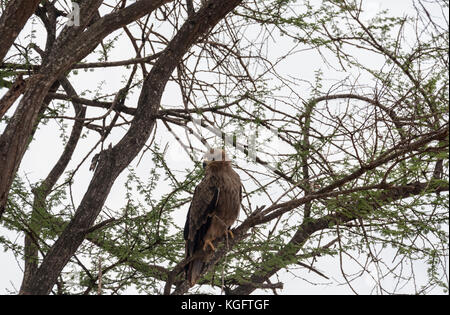 Ein thront Tawny Eagle (Aquila rapax) Stockfoto