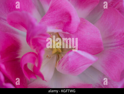 Eine Makroaufnahme eines schönen rosa Tulpe Blüte. Stockfoto