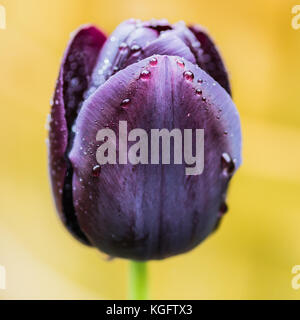 Eine Makroaufnahme eines Black Tulip in Regentropfen fallen. Stockfoto