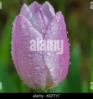 Eine Makroaufnahme eines Dewdrop abgedeckt Tulip candy Prinz. Stockfoto