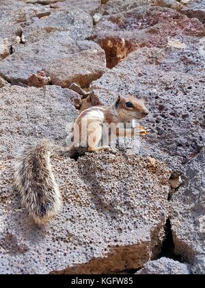 Chipmunks essen Chips mit großen Schwanz Stockfoto