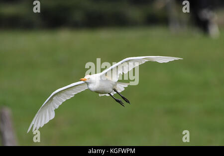 Kuhreiher im Flug Stockfoto