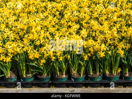 Ein Schuss von einer Masse von gelben Narzissen zum Verkauf bereit. Stockfoto