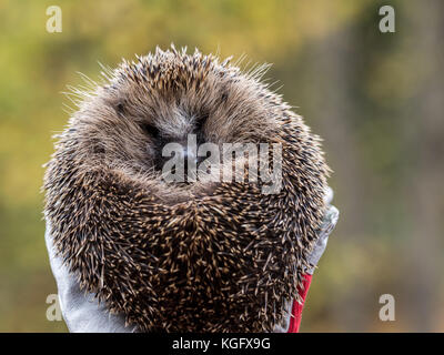 Wilder Eurpean Hedgehog, Erinaceus europaeus, rollte in einer Hand mit Handschuhen auf Stockfoto