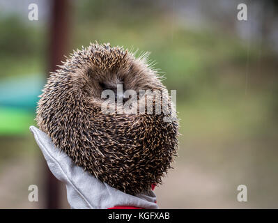 Wilder Eurpean Hedgehog, Erinaceus europaeus, rollte in einer Hand mit Handschuhen auf Stockfoto