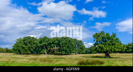 Eichen in einem Londoner Park im Sommer, England Großbritannien Stockfoto