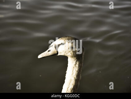 Ein Vogel mit Haltung Stockfoto