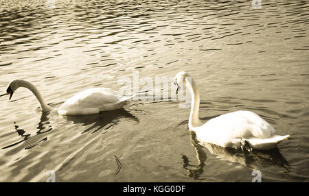 Zwei Schwäne auf einem See 2 Stockfoto