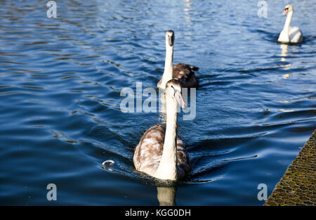 Floating wie Boote Stockfoto