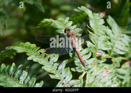In der Nähe einer gemeinsamen darter Dragonfly ruht auf einem bracken Blatt