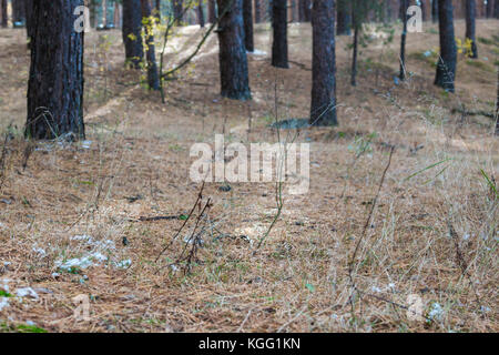 Laub und Nadeln auf dem Hintergrund der Stämme der Nadelbäume an einem sonnigen Tag. Stockfoto