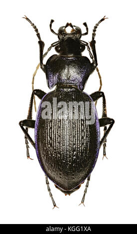 Grobe violett Masse Käfer auf weißem Hintergrund - carabus Problematicus (Herbst, 1786) Stockfoto