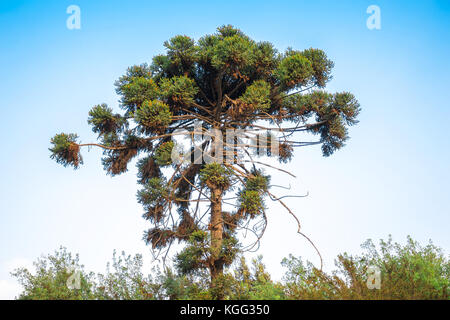 Affe Puzzle-Baum am Himmel Hintergrund Stockfoto