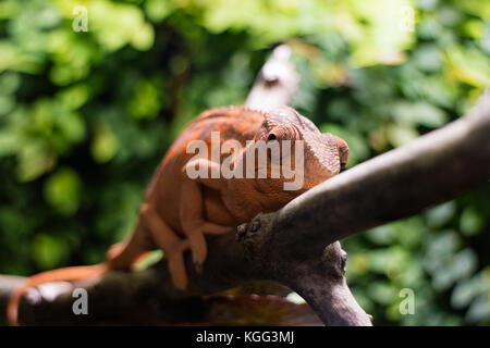 Orange Chamäleon sitzt auf Pflanze Stengel im Zoo. Stockfoto