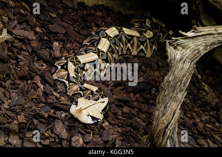 Bitis gabonica slihter im Terrarium in Zoo. Stockfoto