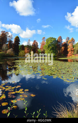 Bedgebury Pinetum, Kent Stockfoto