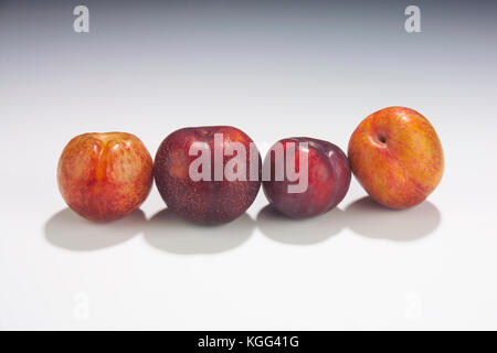 PLUOTS UND PFLAUMEN IM STUDIO, um DINOSAURIER EI PLUOT, rote Pflaumen, Pflaumen- UND EXPLOSIVEN GESCHMACK PLUOT Stockfoto