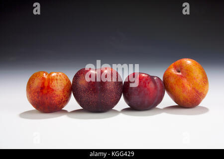 PLUOTS UND PFLAUMEN IM STUDIO, um DINOSAURIER EI PLUOT, rote Pflaumen, Pflaumen- UND EXPLOSIVEN GESCHMACK PLUOT Stockfoto