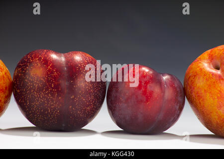 Nahaufnahme der Pflaumen umgeben von PLUOTS IM STUDIO, um DINOSAURIER EI PLUOT (ganz links), rote Pflaumen, Pflaumen- UND EXPLOSIVEN GESCHMACK PLUOT (ganz rechts) Stockfoto