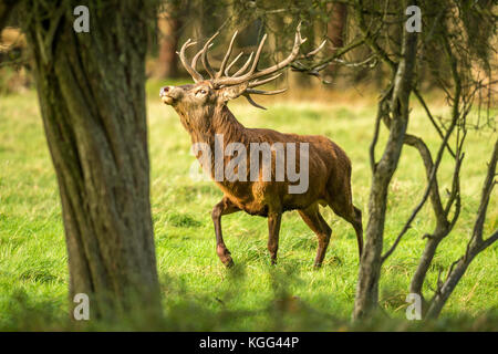 Herbst rot Hirschbrunft. Bildsequenz, die Szenen um männlichen Hirsch und Frau Hind ist mit Jungen in Ruhe und kämpfte während der jährlichen Herbst Furche. Stockfoto