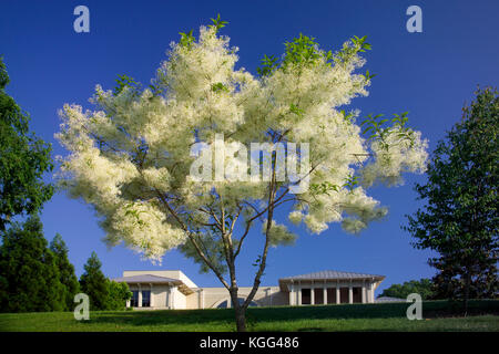 FRINGE BAUM (CHIONANTHUS VIRGINICUS MARITIMUS) AKA. OLD MAN'S BART oder GRANCY GREIS AUF DEM RASEN DER LYNDON HOUSE KUNST Zentrum Athens, GA Stockfoto