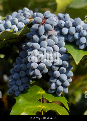 Ein dekorativer Strauch AKA Mahonie (Mahonia aquifolium STECHPALME TRAUBE) FRUCHT NAHAUFNAHME Stockfoto