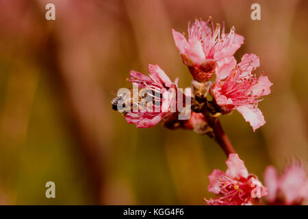 Honigbiene (APIS MELLIFERA), die Fütterung auf ein PEACH BLOSSOM (PRUNUS PERSICA) Stockfoto