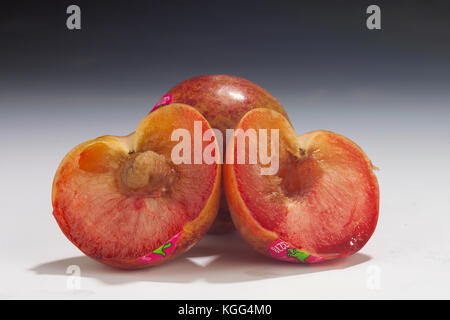 Dinosaurier EI PLUOT ganze und halbe IM STUDIO Stockfoto