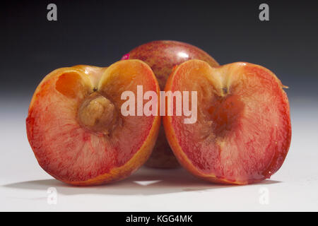 Dinosaurier EI PLUOT ganze und halbe IM STUDIO Stockfoto